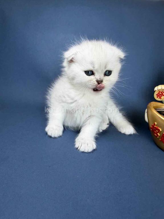 TikTok Star Eve Girl Scottish Fold Silver Shaded photo 38