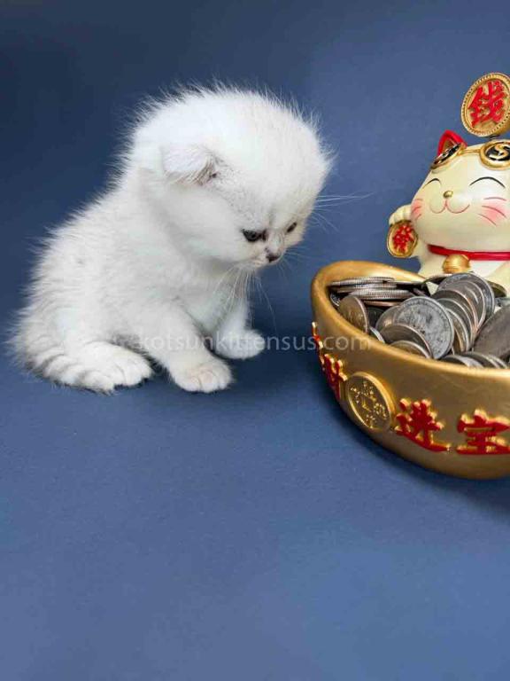 TikTok Star Eve Girl Scottish Fold Silver Shaded photo 25