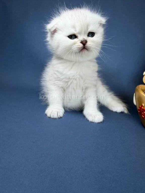 TikTok Star Eve Girl Scottish Fold Silver Shaded photo 36