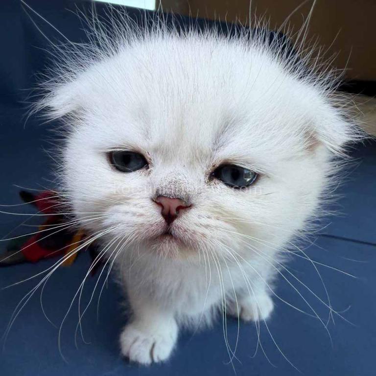 TikTok Star Eve Girl Scottish Fold Silver Shaded photo 27