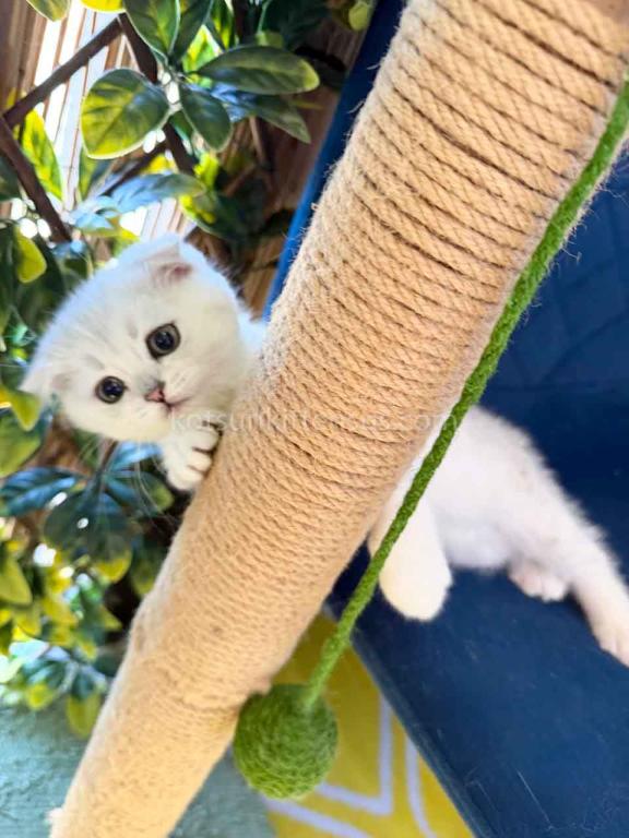 TikTok Star Eve Girl Scottish Fold Silver Shaded photo 7