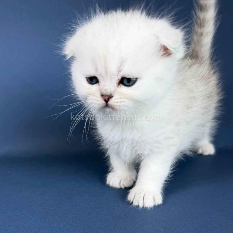TikTok Star Eve Girl Scottish Fold Silver Shaded photo 29