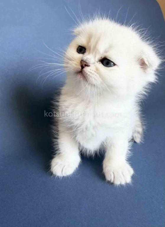 TikTok Star Eve Girl Scottish Fold Silver Shaded photo 19