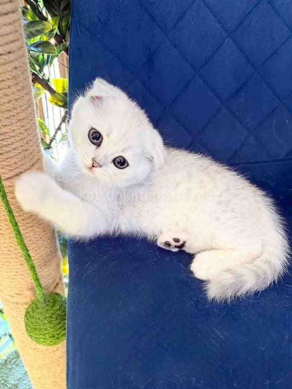 TikTok Star Eve Girl Scottish Fold Silver Shaded photo 1