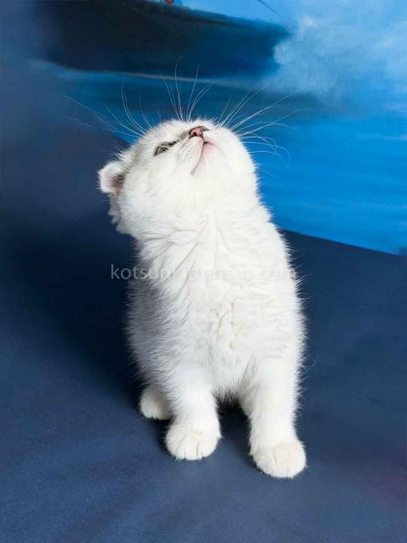 TikTok Star Eve Girl Scottish Fold Silver Shaded photo 13