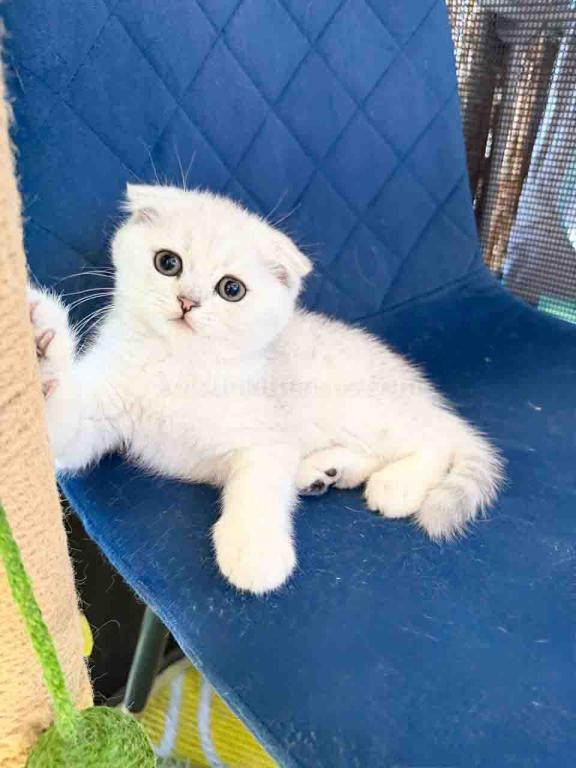 TikTok Star Eve Girl Scottish Fold Silver Shaded photo 6