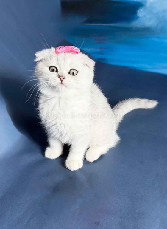 TikTok Star Eve Girl Scottish Fold Silver Shaded photo 17