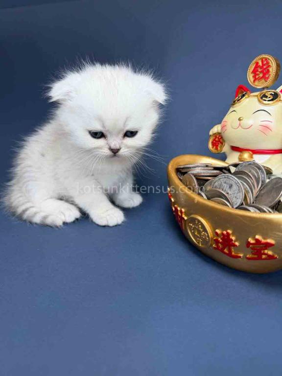 TikTok Star Eve Girl Scottish Fold Silver Shaded photo 28