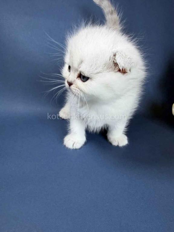 TikTok Star Eve Girl Scottish Fold Silver Shaded photo 34