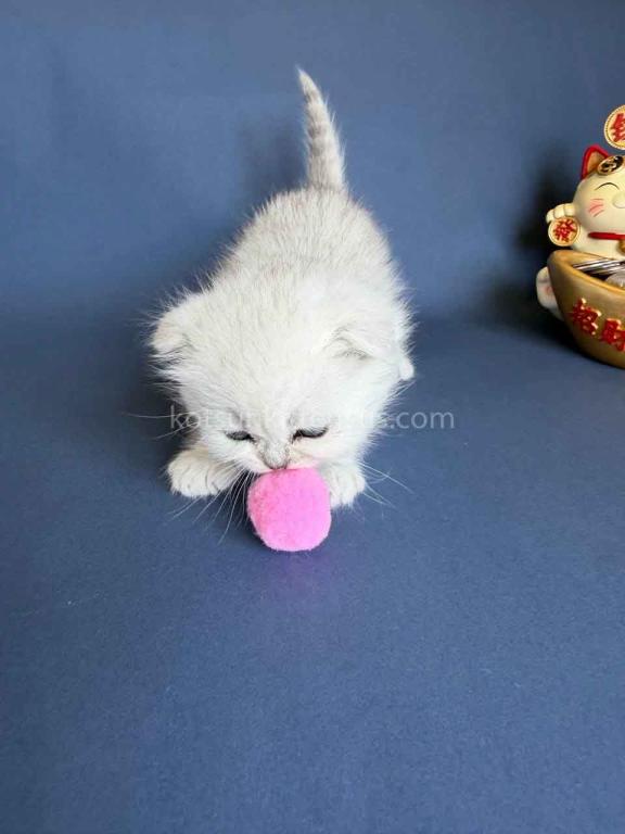 TikTok Star Eve Girl Scottish Fold Silver Shaded photo 32