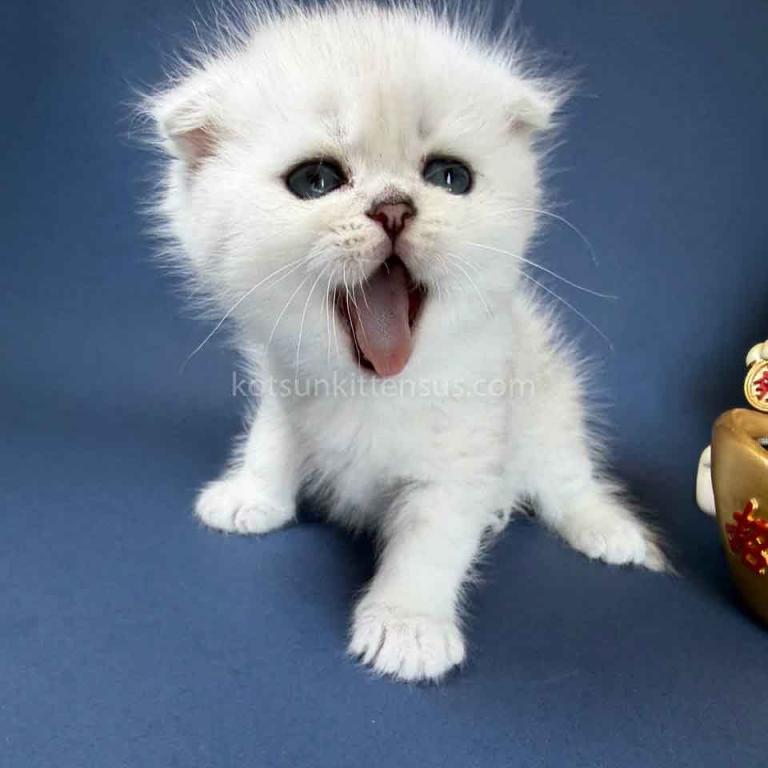 TikTok Star Eve Girl Scottish Fold Silver Shaded photo 35