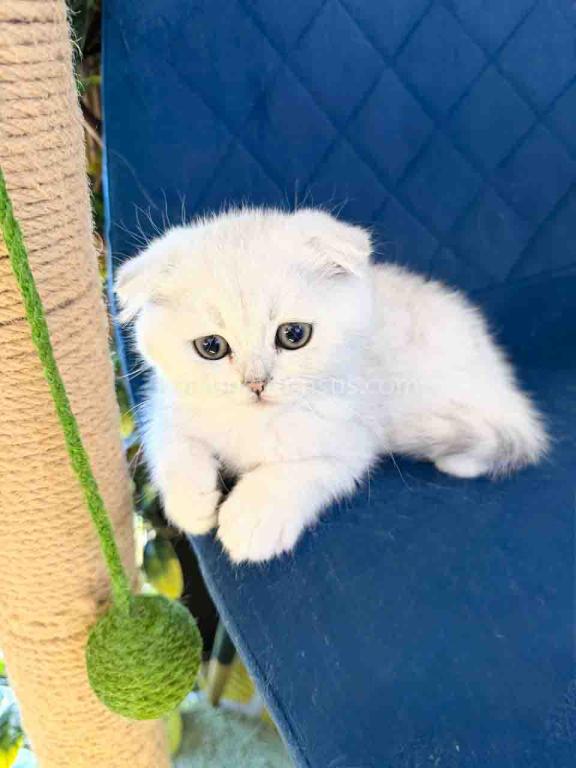 TikTok Star Eve Girl Scottish Fold Silver Shaded photo 3