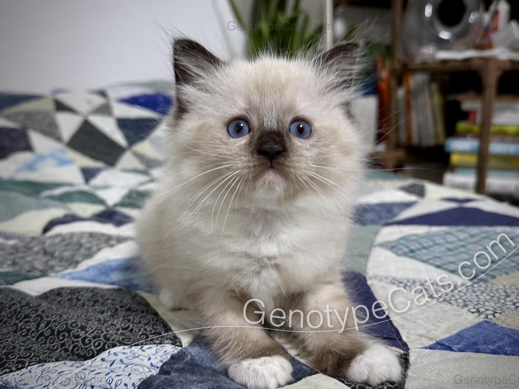 Millicent photo 37
