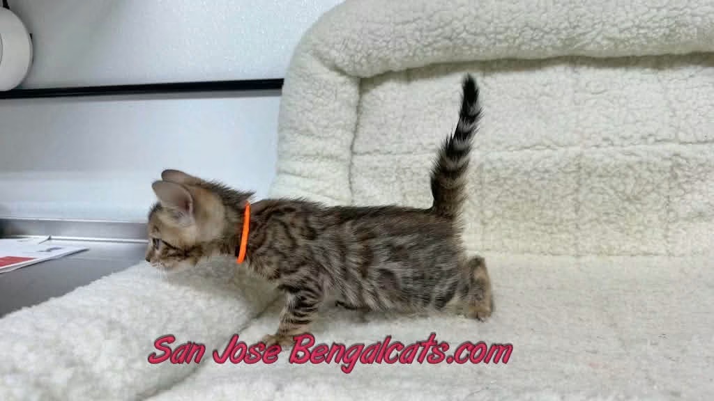 Neon Orange Collared photo 2