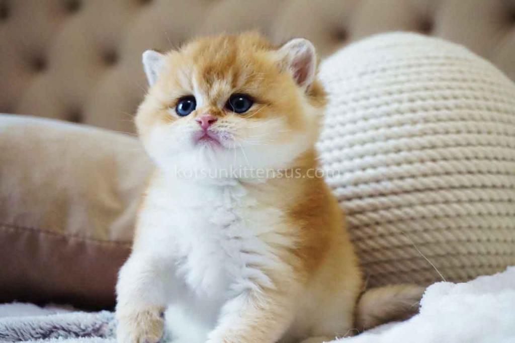 Balu Orange Golden Ny 11 British Shorthair Male photo 7