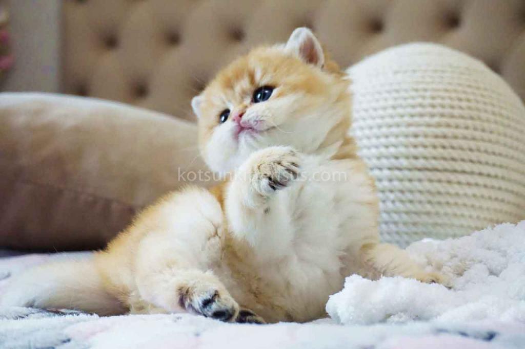 Balu Orange Golden Ny 11 British Shorthair Male photo 3