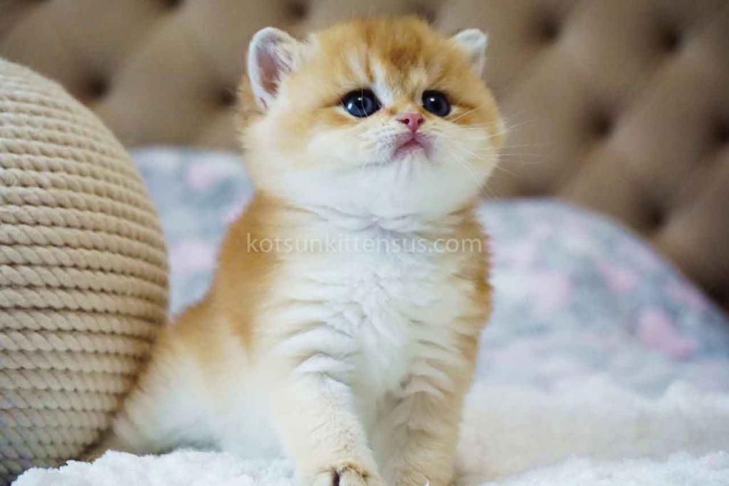 Balu Orange Golden Ny 11 British Shorthair Male photo 2