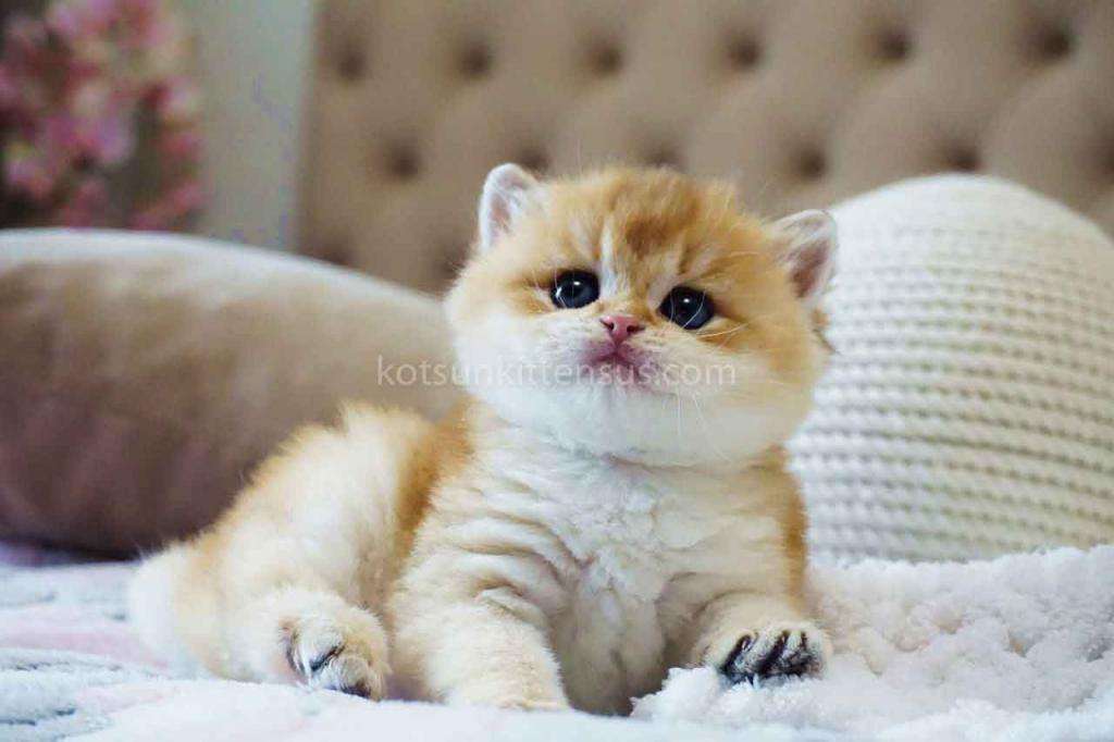 Balu Orange Golden Ny 11 British Shorthair Male photo 4