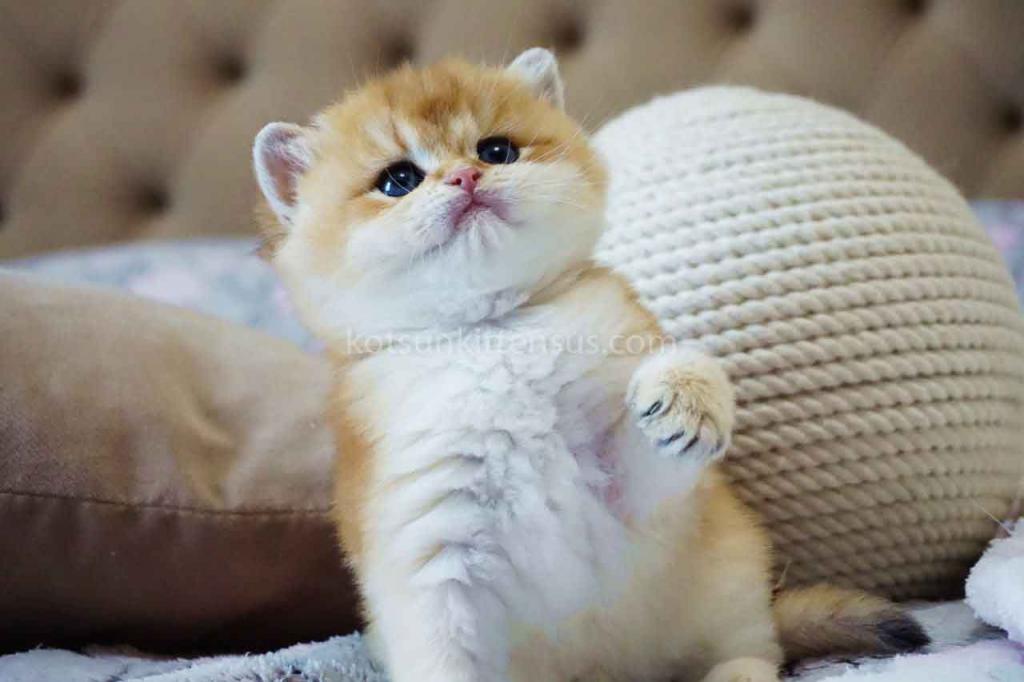 Balu Orange Golden Ny 11 British Shorthair Male photo 5