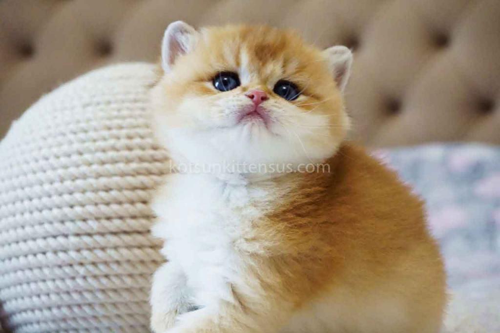 Balu Orange Golden Ny 11 British Shorthair Male photo 6