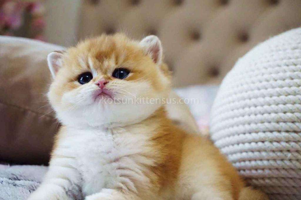 Balu Orange Golden Ny 11 British Shorthair Male photo 1