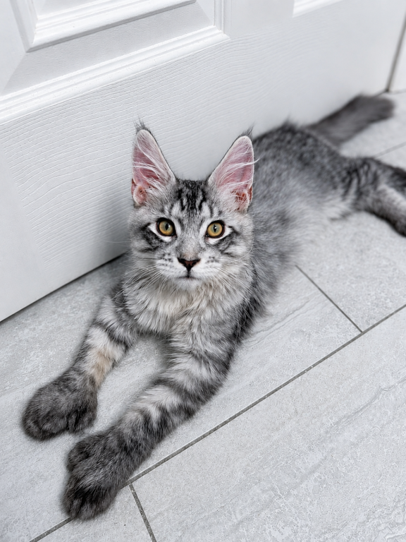 Milo Polydactyl Sweet Boy photo 1