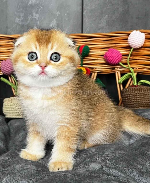 Icar Golden Ticked Chinchilla Scottish Fold Boy photo 11