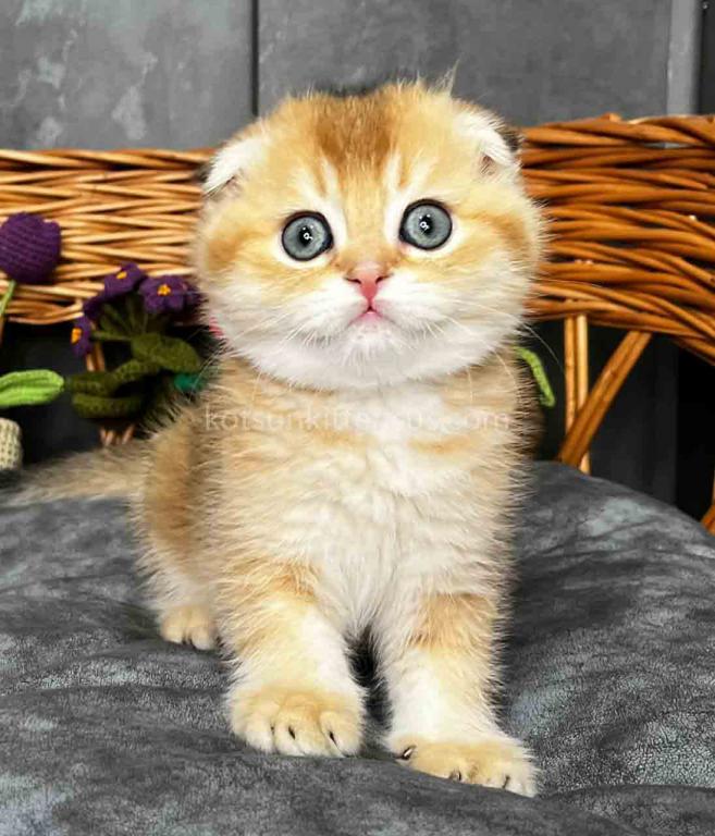 Icar Golden Ticked Chinchilla Scottish Fold Boy photo 5