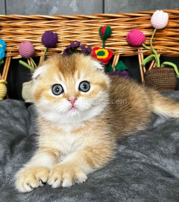Icar Golden Ticked Chinchilla Scottish Fold Boy photo 8