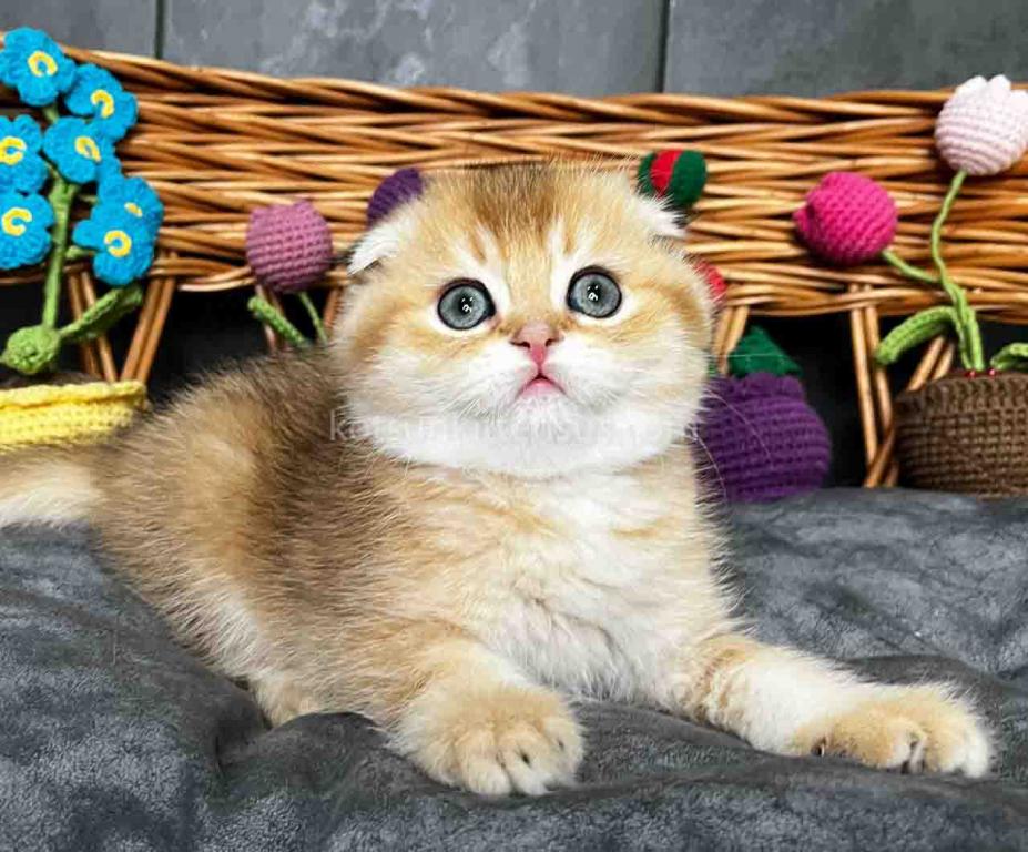 Icar Golden Ticked Chinchilla Scottish Fold Boy photo 13