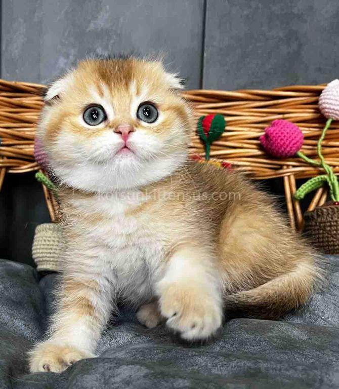 Icar Golden Ticked Chinchilla Scottish Fold Boy photo 2