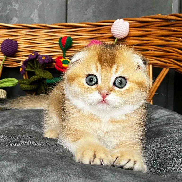 Icar Golden Ticked Chinchilla Scottish Fold Boy photo 3