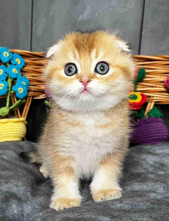 Icar Golden Ticked Chinchilla Scottish Fold Boy photo 7