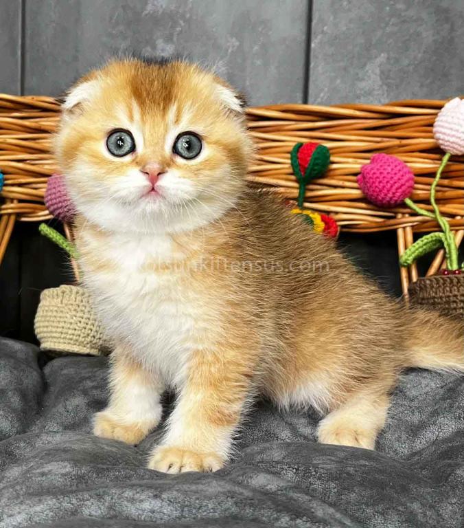 Icar Golden Ticked Chinchilla Scottish Fold Boy photo 4