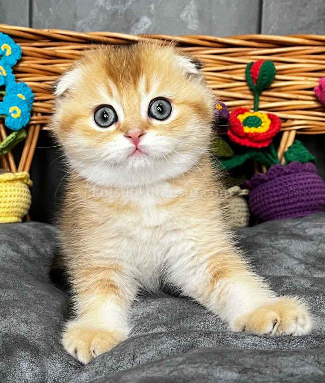 Icar Golden Ticked Chinchilla Scottish Fold Boy photo 14