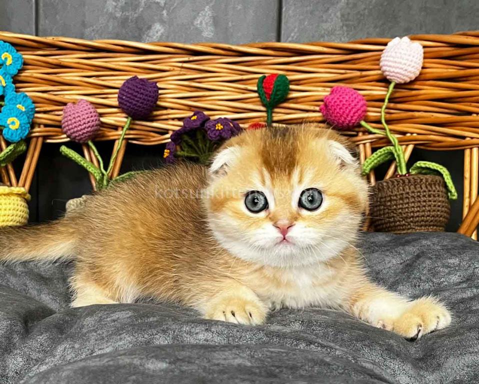 Icar Golden Ticked Chinchilla Scottish Fold Boy photo 9