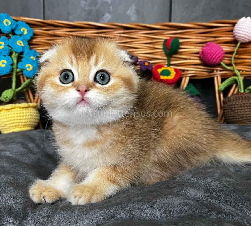 Icar Golden Ticked Chinchilla Scottish Fold Boy photo 12