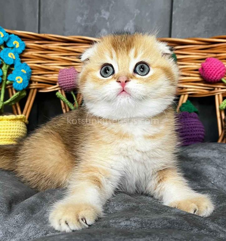 Icar Golden Ticked Chinchilla Scottish Fold Boy photo 6
