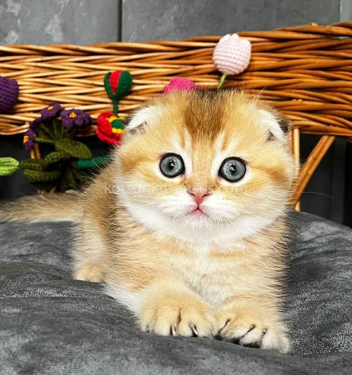 Icar Golden Ticked Chinchilla Scottish Fold Boy photo 10