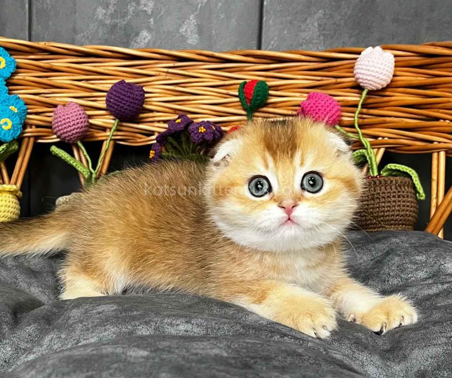 Icar Golden Ticked Chinchilla Scottish Fold Boy photo 1