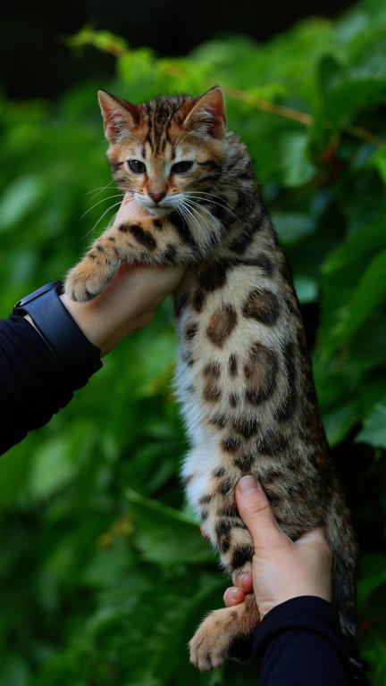 Jasmine photo 1