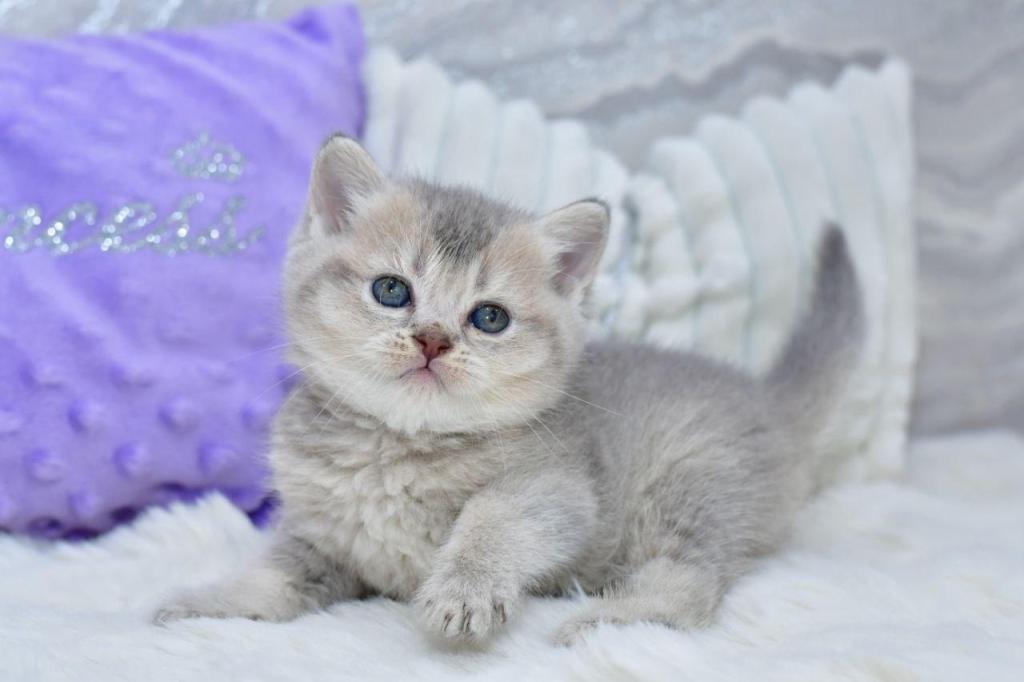 Kokos photo 9