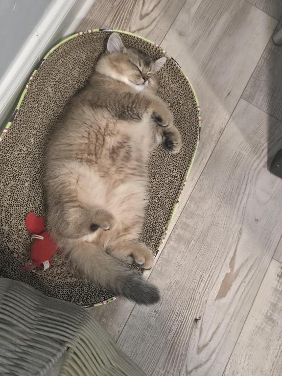 Charlie photo 2