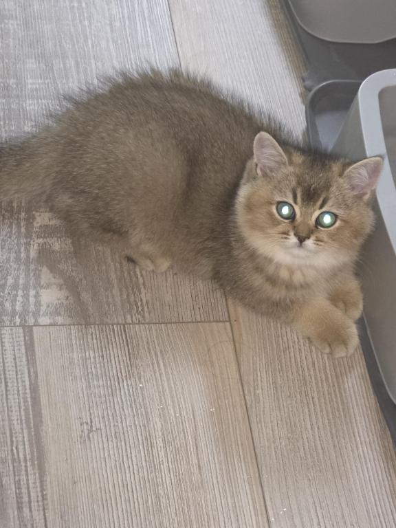 Charlie