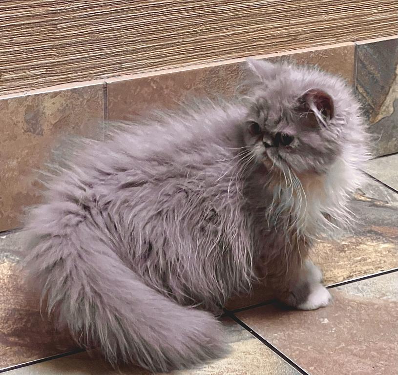 Gorgeous Lilac Tux LH Exotic photo 3