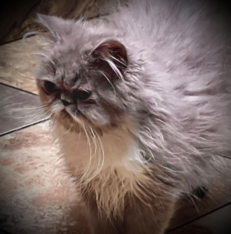 Gorgeous Lilac Tux LH Exotic photo 2