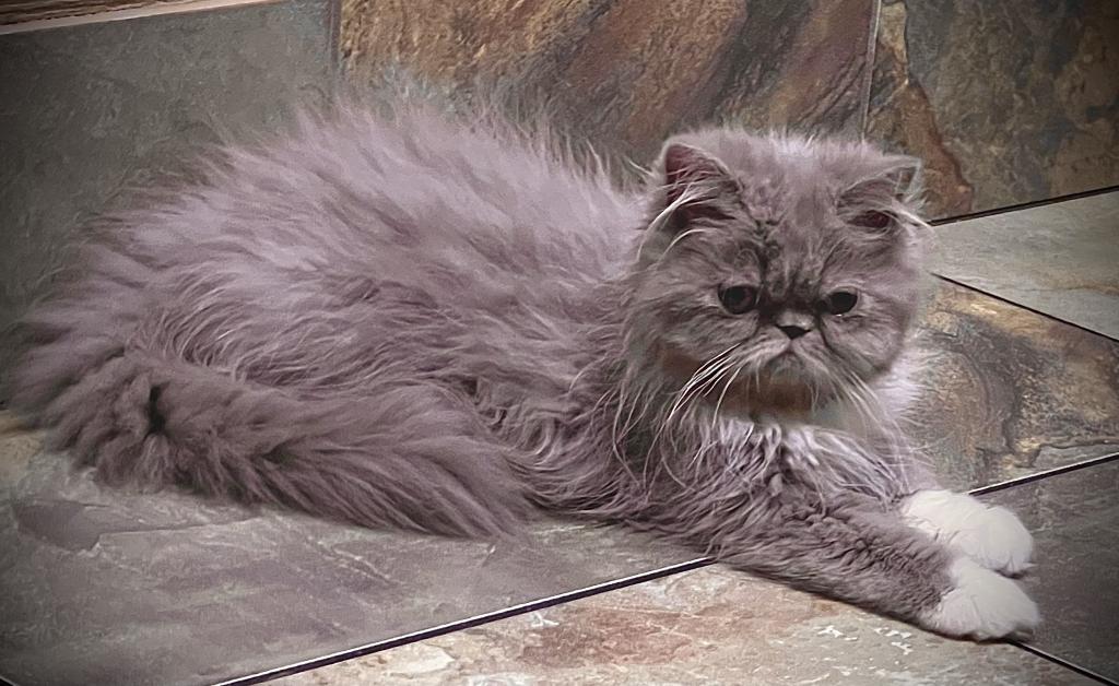 Gorgeous Lilac Tux LH Exotic photo 5