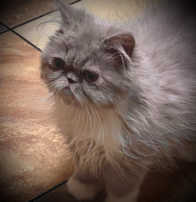 Gorgeous Lilac Tux LH Exotic photo 6