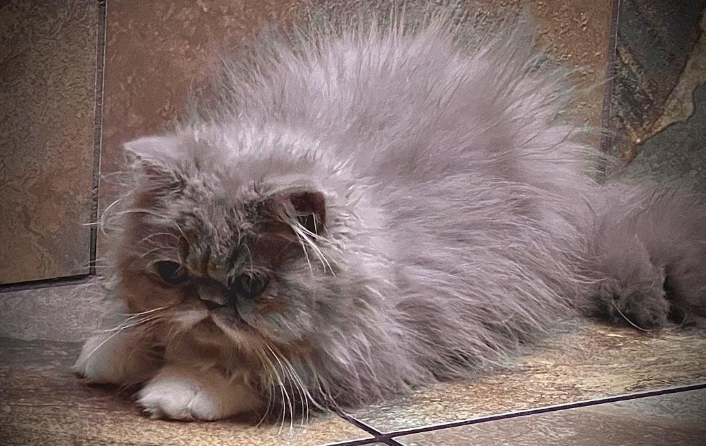 Gorgeous Lilac Tux LH Exotic photo 7
