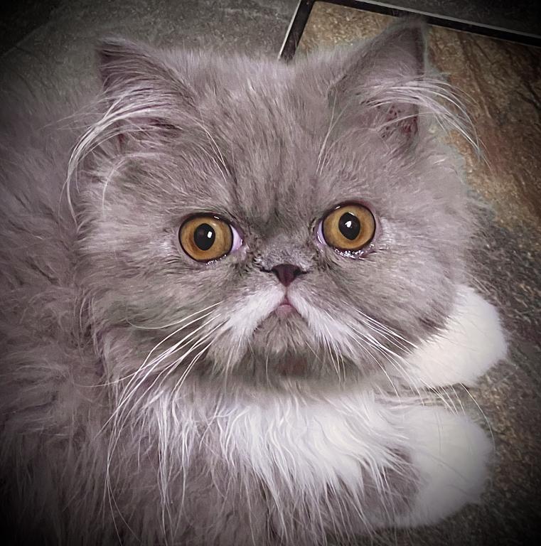 Gorgeous Lilac Tux LH Exotic